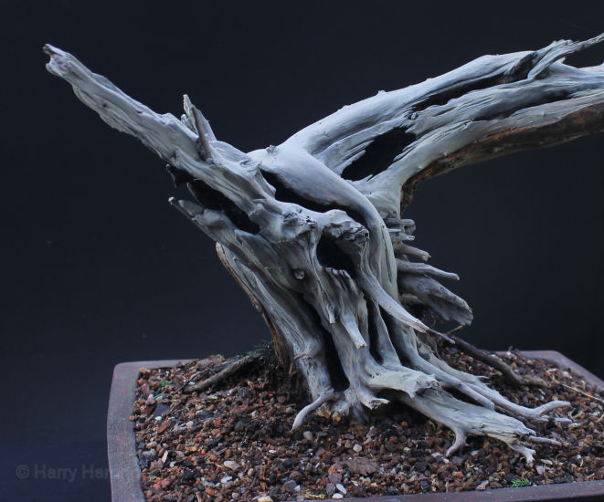 san jose juniper bonsai